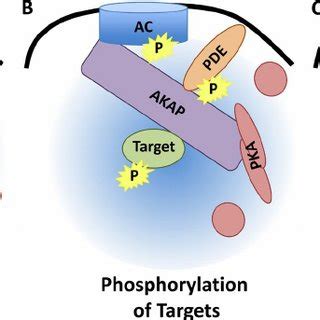 Akap Orchestrated Camp Microdomains A Formation Of The Camp