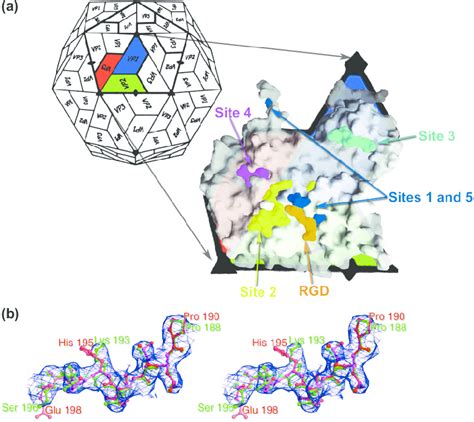 Structure Determination A Schematic Depiction Of A Picornaviral