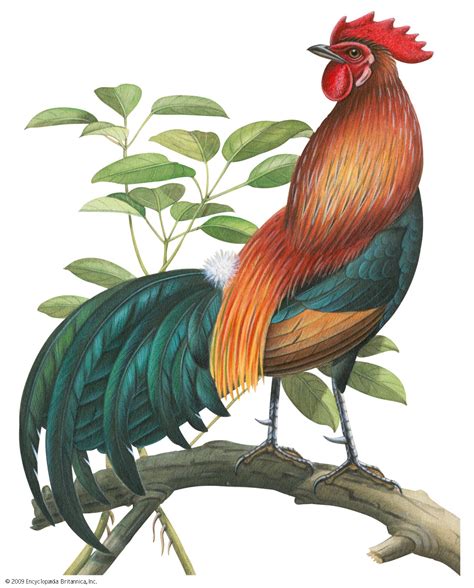 Jungle Fowl Students Britannica Kids Homework Help