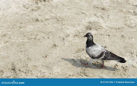 Pomba Que Anda Na Praia Conceito Sozinho Foto De Stock Imagem De