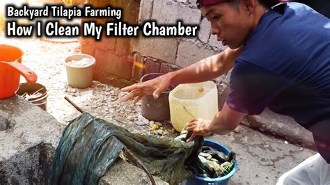 Backyard Tilapia Farming Paano Ako Maglinis Ng Filter Chamber Ras