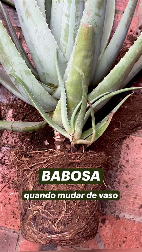 Quando Trocar Uma Planta De Vaso Como Mudar Uma Planta De Vaso