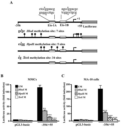 Effect Of Methylation On Npr1 Promoter Activity A Schematic Download Scientific Diagram