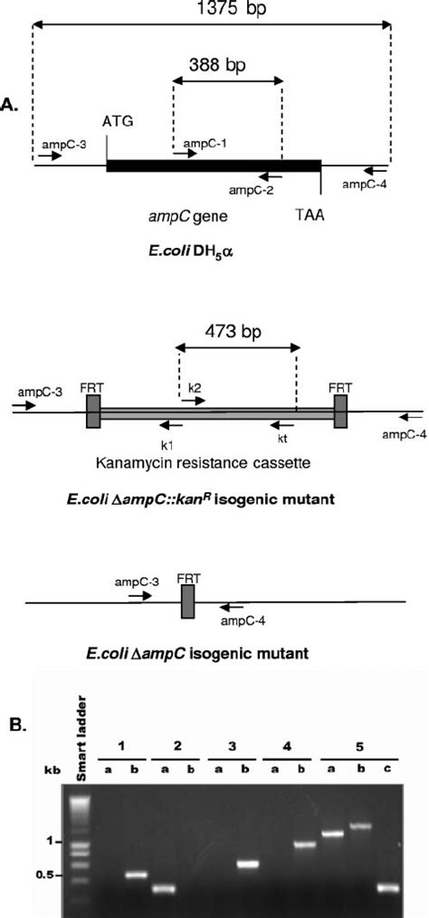 Deletion Of The AmpC Gene From E Coli DH5 A Sche Matic