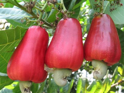 Cashew Nut Farming The Best Most Profitable Agro Investment