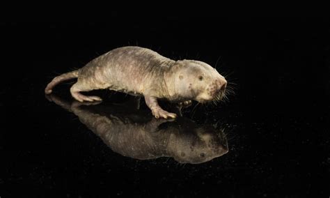 Longevity Gene From Naked Mole Rats Extends Lifespan Of Mice News Center