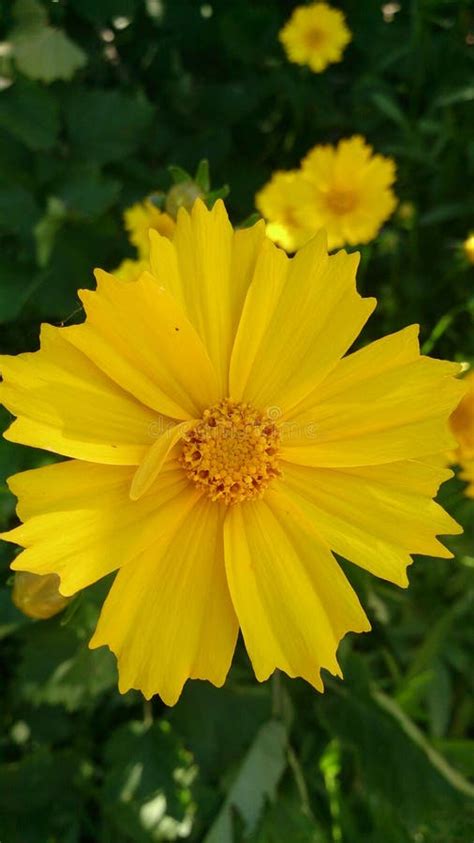 Yellow Flower of Coreopsis Lanceolate Stock Image - Image of spring ...