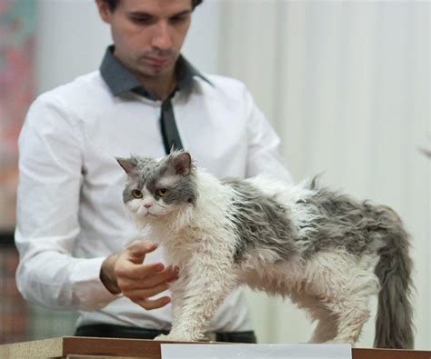 12 Biggest House Cat Breeds In The World With Photos