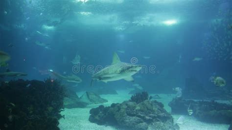 Lisbon aquarium sharks stock footage. Video of shoal - 99977976