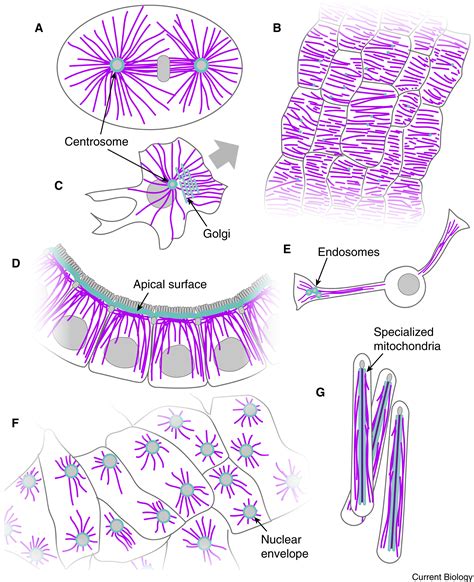 Microtubule Organization Across Cell Types And States Current Biology