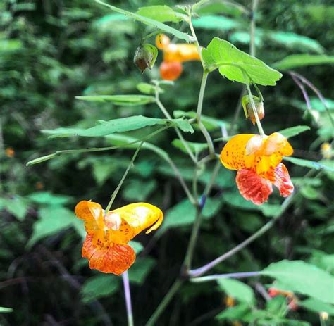 25 Spotted Jewelweed Balsam Impatiens Seeds