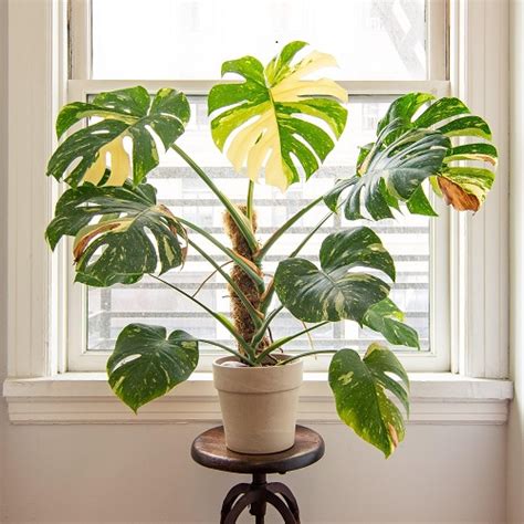 Indoor Plants With Holes In Leaves Split Leaf Plants Indoor