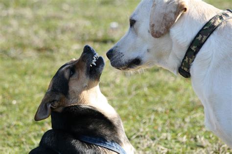 Le Chien Qui Grogne Amicanin