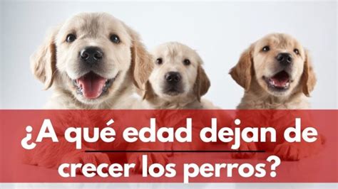 Cuando Deja De Crecer Un Perro Chihuahua Etapas De Crecimiento En 3 Meses