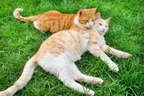 Two Cute Cats Cuddling Stock Image Image Of Cuddling 73091181