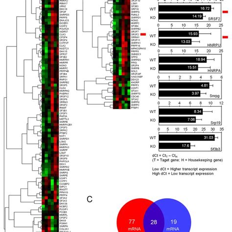 Microarray Based Gene Expression Analysis Identifies C Jun Dependent Download Scientific