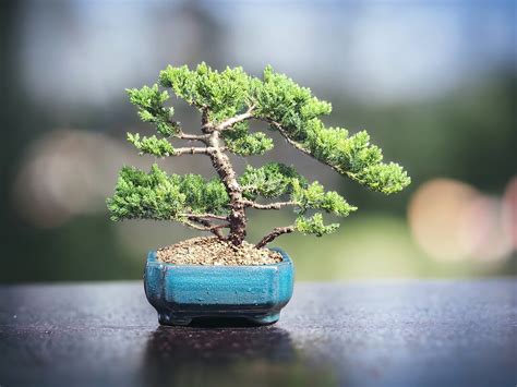 Japanese Dwarf Juniper Bonsai Tree 41 Etsy