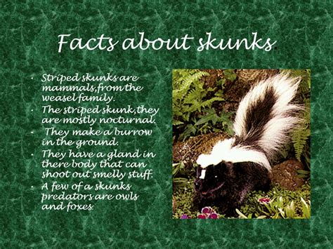 Skunks Habitat