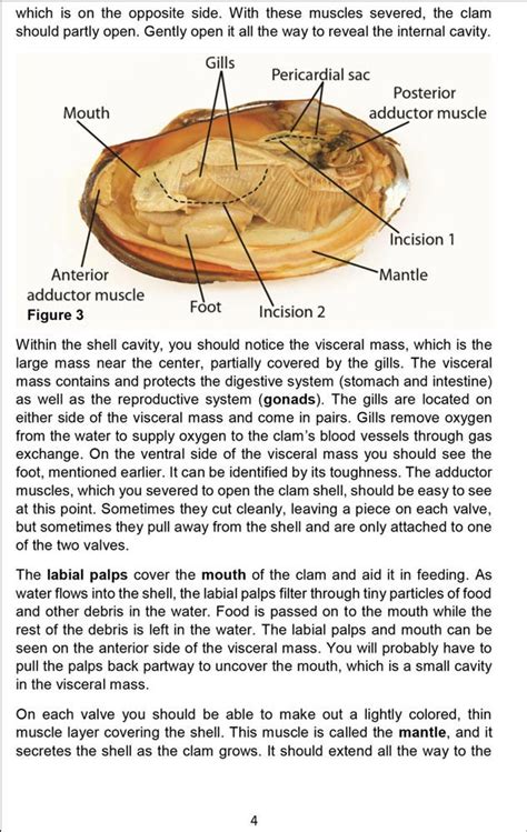 Clam Dissection Guide Home Science Tools