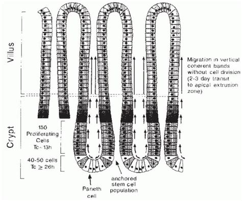 Nutritional Physiology Of The Alimentary Tract Basicmedical Key