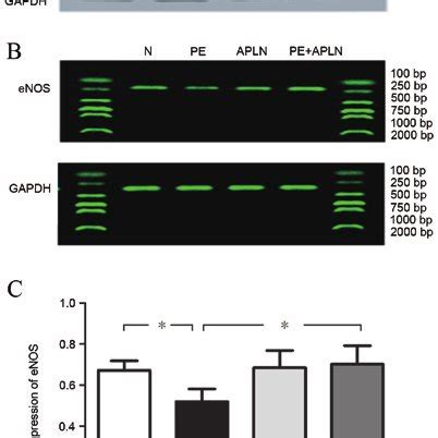 Effect Of Apelin On A Protein And B And C Mrna Expression Of Enos