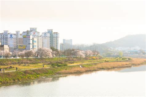 Cherry Blossom Trails Along the Rivers in Jeonju