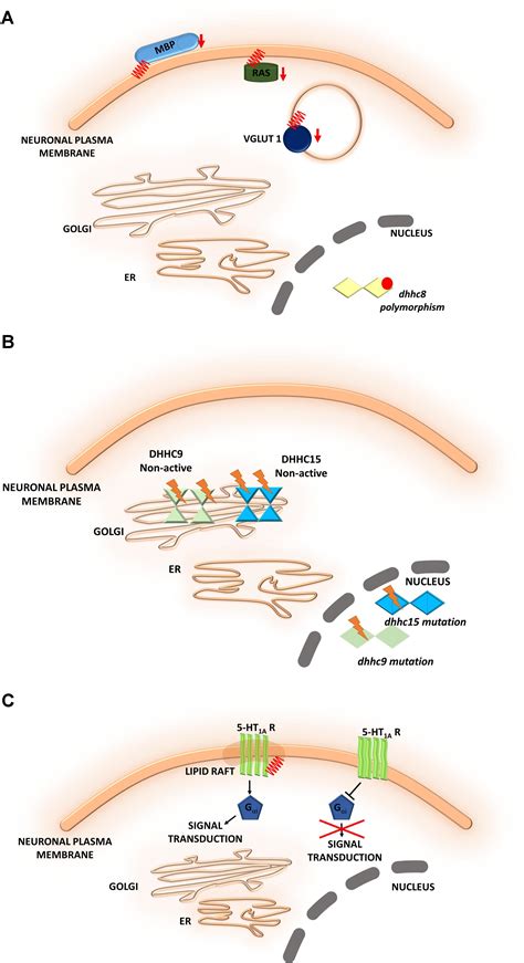 Frontiers Insights Into Protein S Palmitoylation In Synaptic