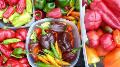 Seed To Storage Success With Peppers Southern Exposure Seed Exchange