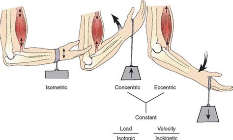 Types Of Muscle Contractions CLIENTEL3