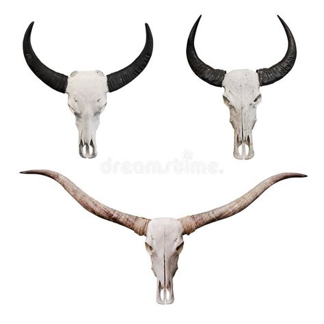 Skull Of Ox Or Bull Head Stock Photo Image Of Closeup 36242956