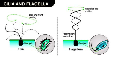 Understanding Flagella Structure Types And Function