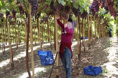 Productores De Moquegua Exportan Toneladas De Uva Red Globe A