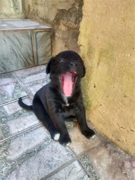 Adoção de Cachorro Santo André SP Filhotes Filhote Raça