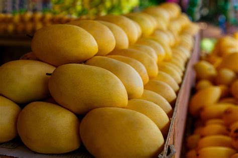 Cultivo de Mango en México Técnicas de Producción y Manejo para una