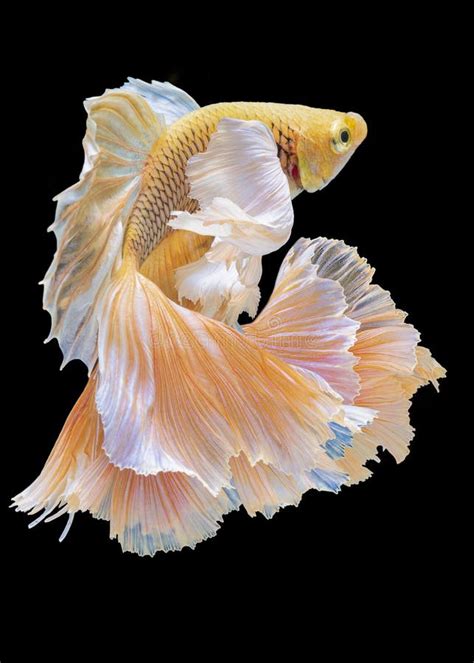 Beautiful Movement Of Red And Yellow Betta Siamese Fighting Fish Two