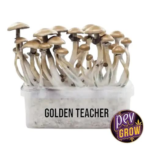 Golden Teacher Mushroom Growing Kit Enjoy Your Mushroom Bread