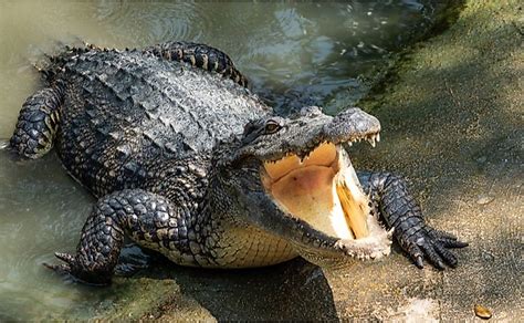 What Are The Differences Between Gharials, Crocodiles, And Alligators? - WorldAtlas