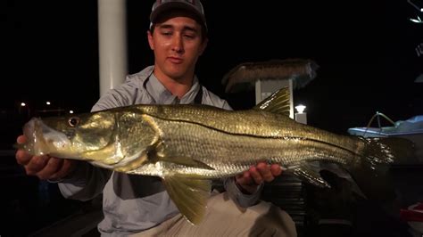 Snook Fishing From Docks Youtube