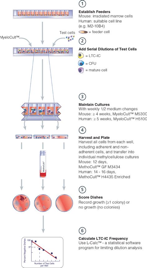 MyeloCult Long Term Culture Initiating Cell LTC IC Assays