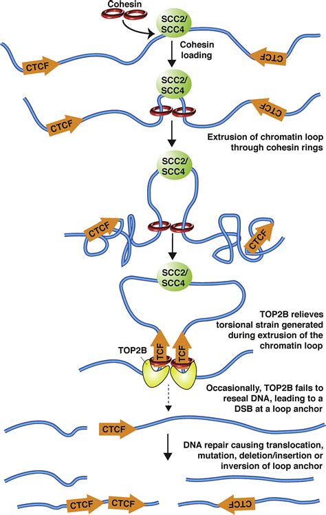 Anchoring Chromatin Loops To Cancer Developmental Cell