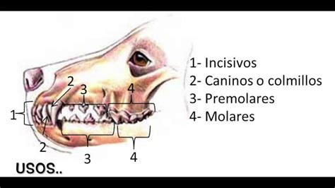 Dentadura Canina Verónica Goméz M Youtube