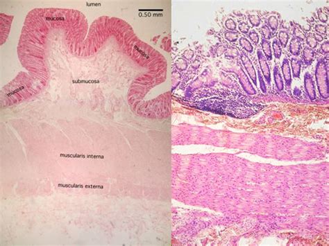 Colon Histology