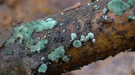 Триходерма: повністю природний спосіб видалити з ділянки непотрібний п