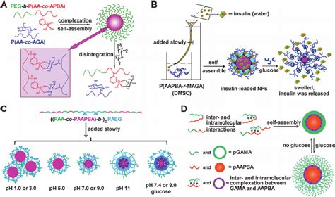 Schematic Illustration Of PBA Based Glucose Responsive Insulin Release