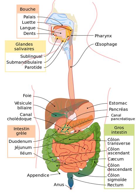 Fichier Digestive System Diagram Fr Svg Digestive System Diagram