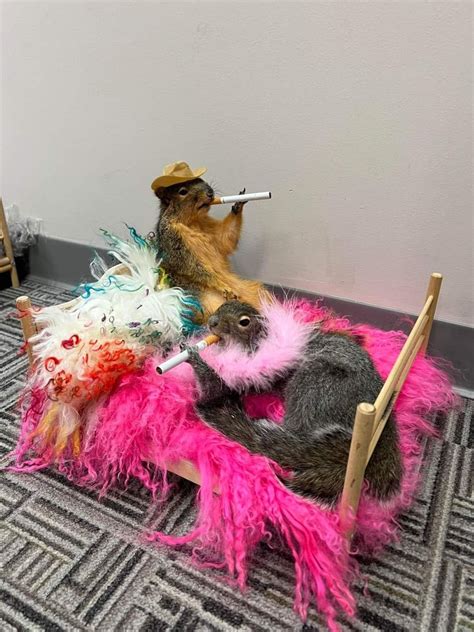 Darn Tootin Rradtaxidermy