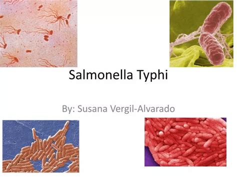 Ppt Salmonella Typhi Powerpoint Presentation Id6516571