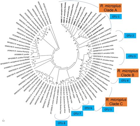 Maximum Likelihood Phylogenetic Tree Of Rhipicephalus Taxa Based On The