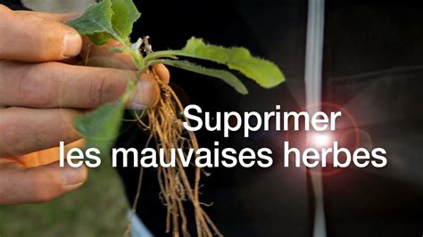 Tutoriels Pelouse Comment Supprimer Les Mauvaises Herbes Youtube