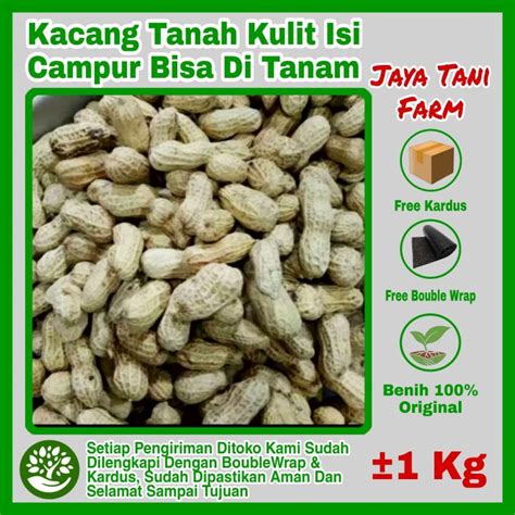 Kg Kacang Tanah Kulit Super Gajah Isinya Bisa Tanam Benih Kacang